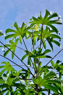 Kalopanax pictus 'Maximowiczii' - kalopanax pestrý - listy